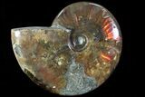 Iridescent Red Flash Ammonite - Madagascar #81386-1